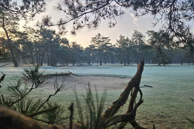 A course lined with pines and sand, at sunrise